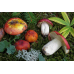 Мицелий Сыроежки золотисто-красной / Сыроежка золотистая (Russula aurata)